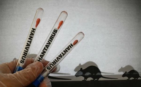 ‘Hantavirus’ risk remains low in Kuwait