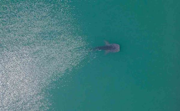 The Whale shark has left Kuwaiti waters